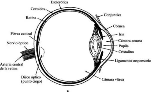 Gráfico 1:  Esquema del Globo Ocular