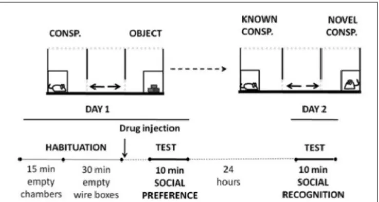FIGURE 1 | Schematic representation of social preference and social recognition tests settings and timeline.