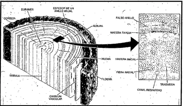 Figura 3: ESTRUCTURA DE LA MADERA 