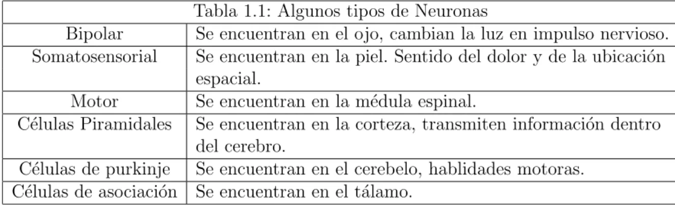 Tabla 1.1: Algunos tipos de Neuronas