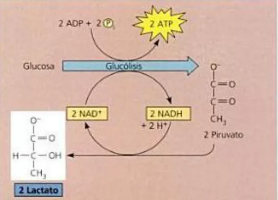 Figura 1 Fermentación láctica 