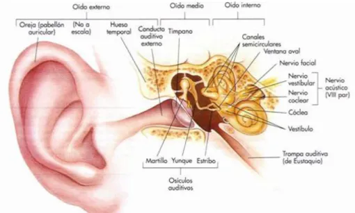 Figura 1. Anatomía del oído.  7