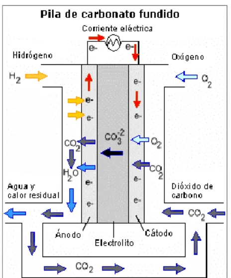 Figura 5. Funcionamiento de una celda de combustible  tipo MCFC