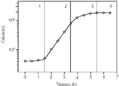 Figura 1. Curva de crecimiento de Escherichia coli: 1) fase de adaptación. 2) fase  logarítmica o exponencial 3) fase de transición 4) fase estacionaria 