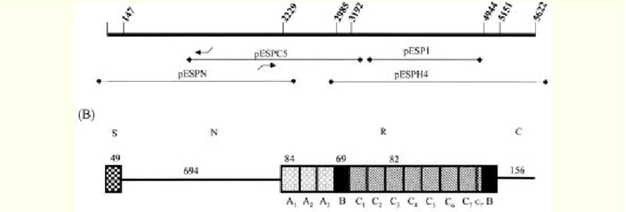 Figura  1.  Estructura  del  gen  esp  tomada  de  Shankar  V  y  cols.  Infection-derived  Enterococcus  faecalis strains are enriched in esp, a gene encoding a novel surface protein