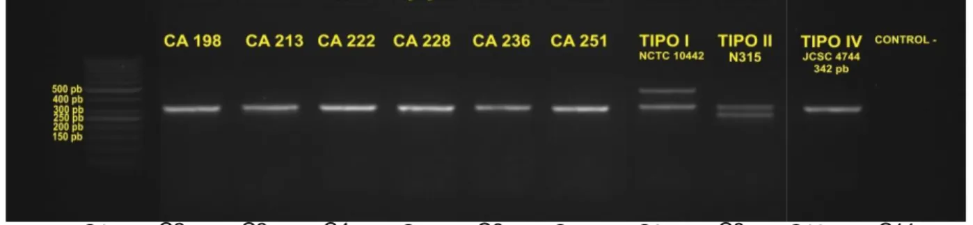 Figura 6. PCR múltiple para la subtipificación del SCCmec tipo IV en los aislados SARM 
