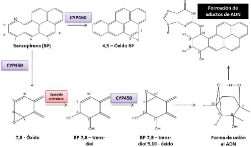 Figura 11. Mecanismo genotóxico del Benzo[a]pireno: Vía dihidrodiol- dihidrodiol-epóxido