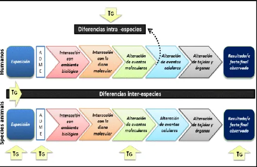 Figure 15. Potencial uso y generación de datos toxicogenómicos en diferentes etapas  del  proceso  de  interacción  contaminante–sistema  biológico