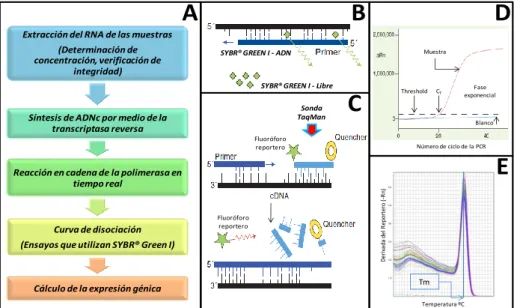 Figura 16. Fundamentos metodológicos de RT-PCR. Esquema general de la  determinación de expresión génica usando RT-PCR (A)