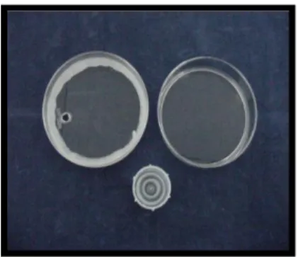 Fig. 6 Placas Petri 