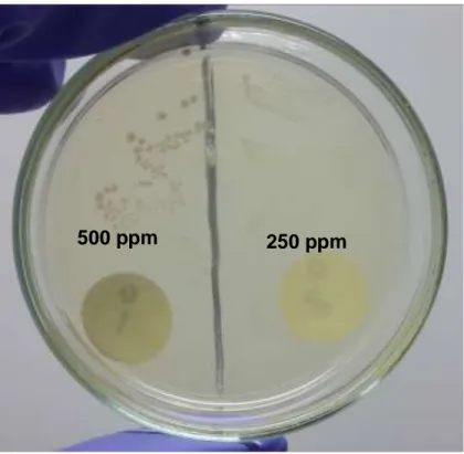 Figura  12.  CMB  de  Mammea  americana  fase  etanólica  sobre  Enterococcus  faecalis a 500ppm, 250ppm
