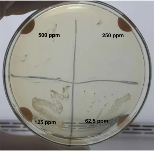Figura  15.  CMB  de  Mammea  americana  fase  etanólica  sobre  Fusobacterium  nucleatum a 500 ppm, 250 ppm, 125 ppm, 62,5 ppm