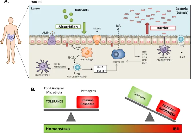 Figure  2.1.  Intestinal  Immune  Homeostasis  and  Inflammation.  From  the  immunological  perspective, the intestinal mucosa has two remarkable features