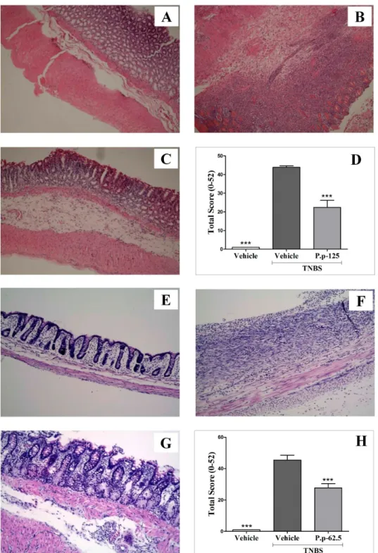 Figure 4.4. Representative histological colonic tissue sections from groups included in the  colitis experiment; stained with hematoxylin and eosin