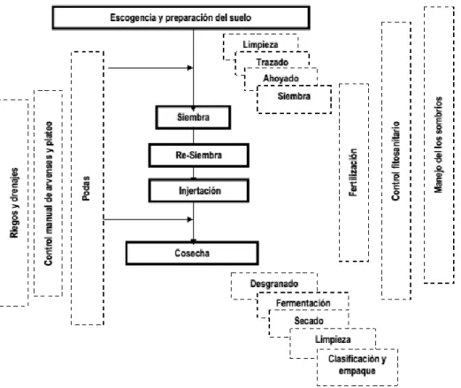 Figura 1. Diagrama general del proceso de establecimiento, manejo y beneficio del cacao Fuente: Tomado de (Federación Nacional de Cacaoteros, 2013) 
