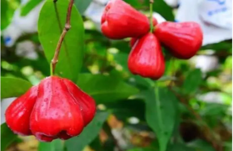 Figura 12: Fruto de pomarrosa. 
