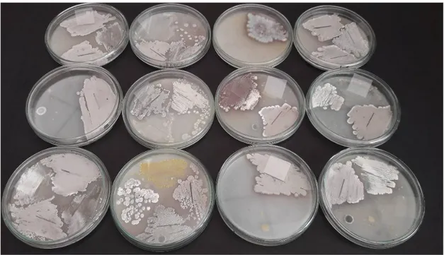 Figura  12.    Colonias  de  Actinobacterias  después  de  5  días  de  incubación  en  agar  avena