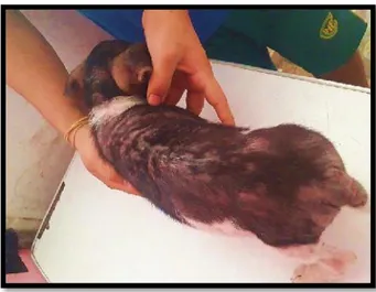 Figura 15: Dermatitis alérgica por picadura de pulga en un cachorro de 4 meses, presento prurito  severo, alopecia, excoriación e  hiperpigmentacion que afecta  la zona caudal de  la  región lumbosacra y la base de la cola