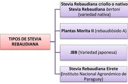 Figura 6. Tipos de Stevia Rebaudiana, por sus características. 