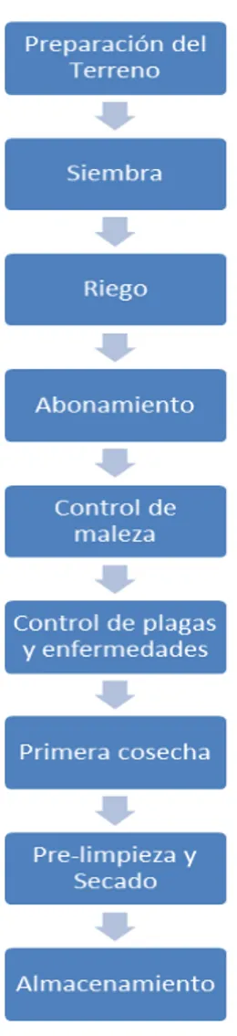 Figura 8: Proceso Productivo de la Stevia Rebaudiana   Elaboración: propia. 