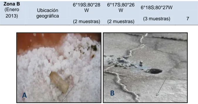 Fig.  3.  Toma  de  muestra  de  agua  y  sedimento  salino  a  nivel  de  superficie  (A)    y  profundidad (B) en las Salinas de Mórrope