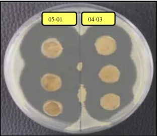 Fig. 13. Halos de actividad  de las cepa de actinomicetos Morsa 05-01 y  Morsa  04-03  con  tres  repeticiones  frente  a  Staphylococcus  aureus  meticilino  resistente