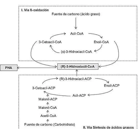 Figura 21. Ruta para la síntesis de PHA de cadena media en Pseudomonas spp. a partir                     de ácidos grasos y carbohidratos (González et al., 2013)