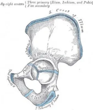 Figura 2. Partes de la pelvis 