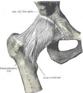Figura 4. Ligamentos de la cadera 