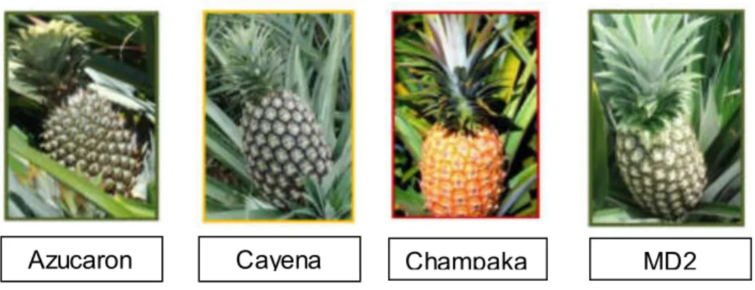 Figura  4. Variedades  de piña.   