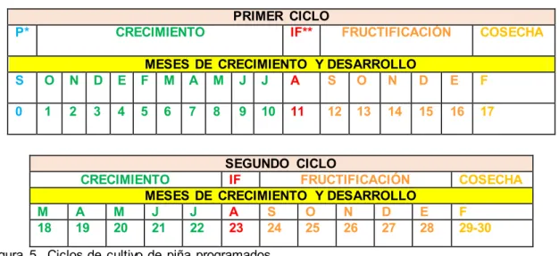 Figura  5.  Ciclos de  cultivo  de  piña  programados. 