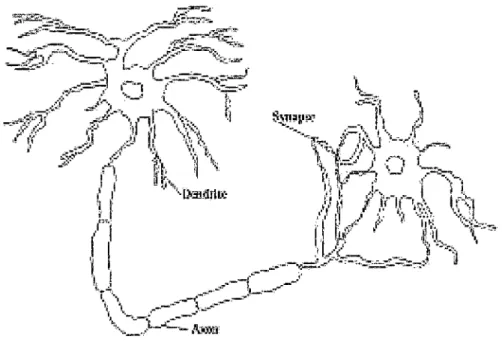 Figura 1.1:  Esquema de una neurona típica. 