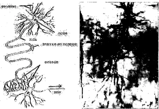 Figura  1.5:  Esquema  de  una  neurona  típica(izquierda).  Microfotografía  de  un  par  de  neuronas de  la corteza cerebral de  una rata de  19  días  de  vida(derecha)