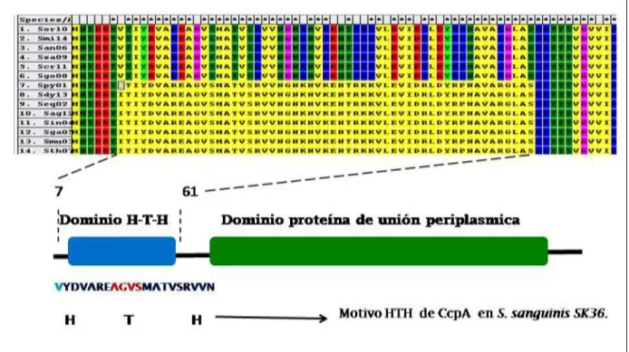 Figura 13. El alineamiento múltiple de secuencia (MSA) de la proteína CcpA  en especies del  género Streptococcus
