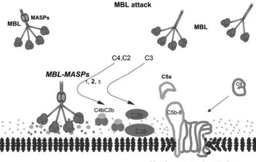 Figure 1 MBL-mediated complement attack. Mannose-binding lectin (MBL) complexed with the MASPs binds to sugar arrays on a microorganism and mediates a complement attack through MASP2
