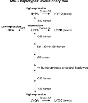 Figure 5 MBL2 evolutionary tree. Model of a possible evolutionary tree of the MBL2 gene generated from the knowledge of MBL2 in primates obtained from data in Seyfarth et al