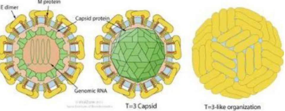 Figura 1. Estructura del virus dengue. El DENV presenta una estructura esférica, compuesta  por genoma viral (RNA) y proteínas estructurales (E, M y C) (EMEI, 2012)