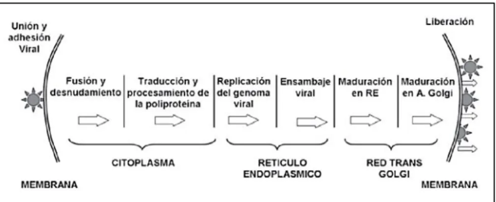 Figura 2. Diagrama del ciclo intracelular del DENV. El diagrama muestra  la localización subcelular para cada uno de los eventos necesarios para la  replicación y traducción del RNA viral (Velandia &amp; Castellanos, 2011)