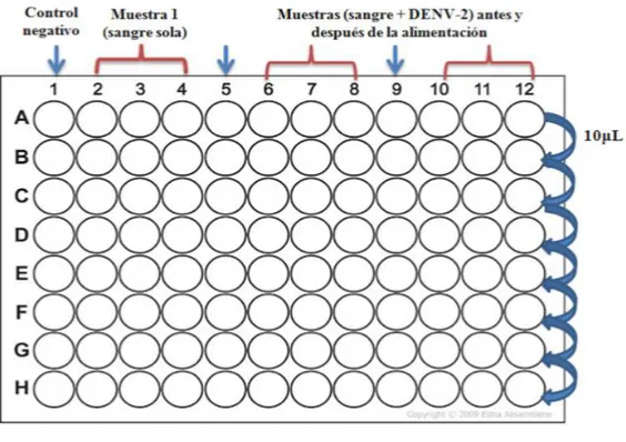 Figura 12. Titulación del DENV-2.  Para determinar la concentración del DENV-2 a la  cual  fueron  expuestos  los  mosquitos,  se  realizaron  diluciones  seriadas  de  10  μL    en  placas  de  fondo  plano