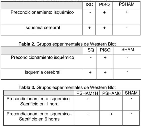 Tabla 1. Grupos experimentales de volumetría por TTC  ISQ  PISQ  PSHAM  Precondicionamiento isquémico  -  +  + 