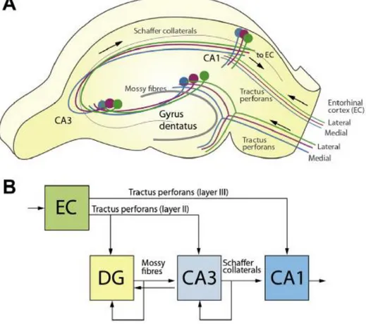 Figura  2.  Anatomía  del  hipocampo  y  su  conexión  trisináptica.  (A)  Representación  anatómica  del  hipocampo  y  del  principal  circuito  involucrado  en  el  procesamiento  de  la  información