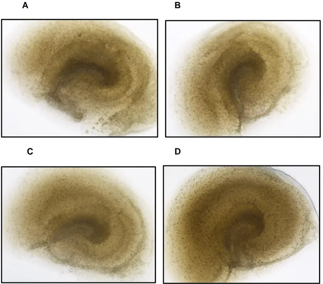 Figura 5. Imágenes de los cultivos organotípicos de hipocampo (OHSCs) de  rata Wistar en campo claro a las 0 horas, para el tratamiento con glutamato  durante  1  hora