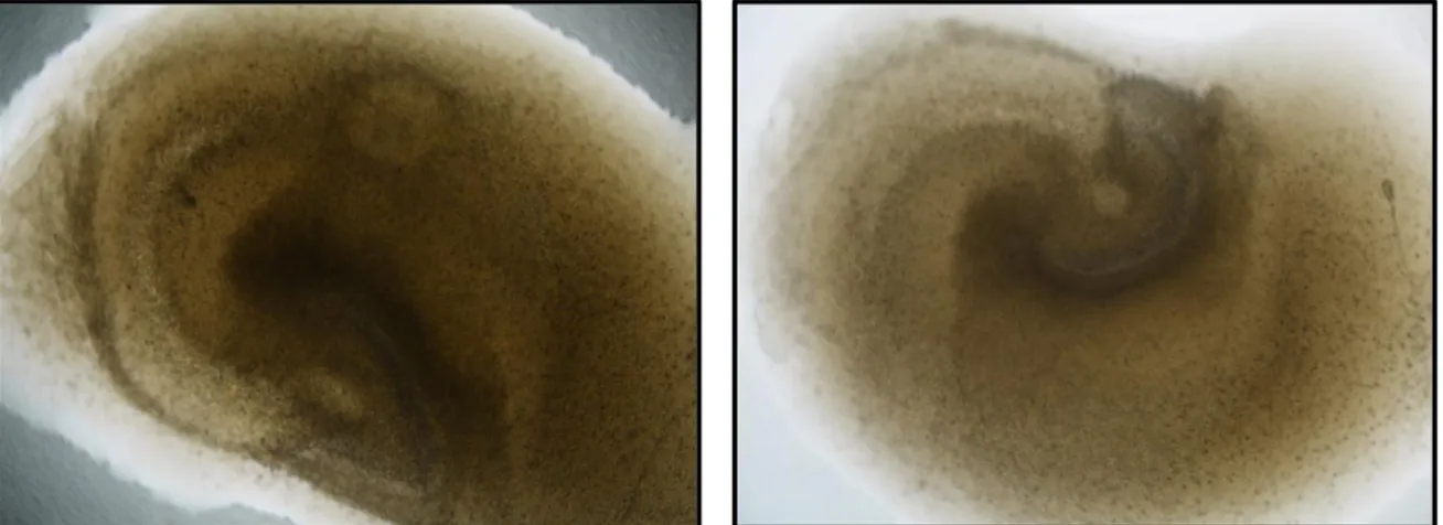Figura 7. Imágenes de los cultivos organotípicos de hipocampo (OHSCs) de  rata Wistar en campo claro a las 0 horas, para el tratamiento con glutamato  durante  2  horas 