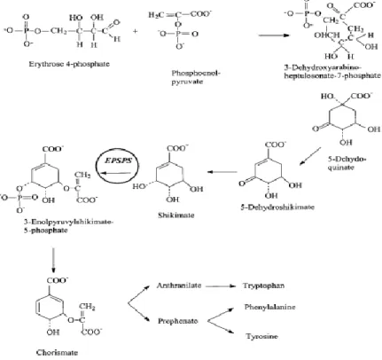 Figura 3. Efecto del glifosato en la ruta del ácido Shikimico en la plantas. (Bravo, 2004)  La mayoría de los organismos vivos no tienen  esta ruta metabólica, por ende no  serían  afectados  directamente    por  este  herbicida