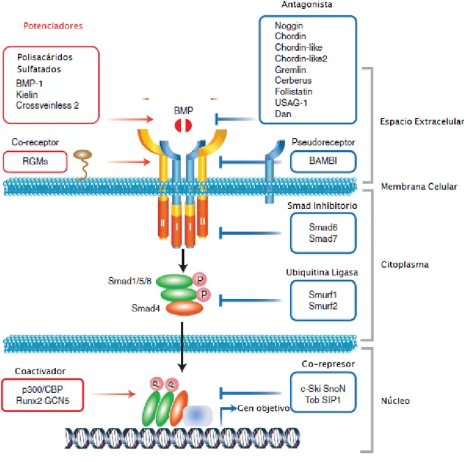Figura  12.  Potenciadores  e  inhibidores  de  la  señalización  de  proteínas  morfogenéticas  óseas (BMP)