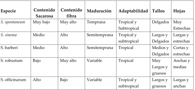 Tabla 1: Características Principales de las Diferentes Especies del Genero  Saccharum