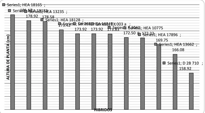 GRÁFICO  03: Altura de planta en el comparativo de nueve híbridos comerciales y tres testigos  de maíz amarillo duro y rendimiento de grano en Lambayeque 2015