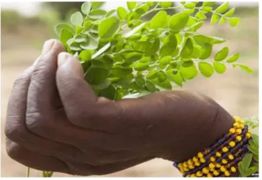 Figura 3. Planta Moringa Oleífera 
