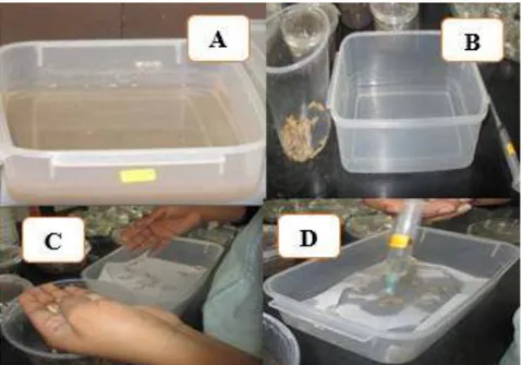 Figura  6.  Multiplicación  de  nematodos  entomopatógenos  sobre  larvas  del  último  instar  de  Galleria  mellonella:  A)  Solución  de  nematodos  entomopatógenos  B)  material  estéril,  C)  conteo  de  larvas  y  D)  Inoculación de la solución de lo