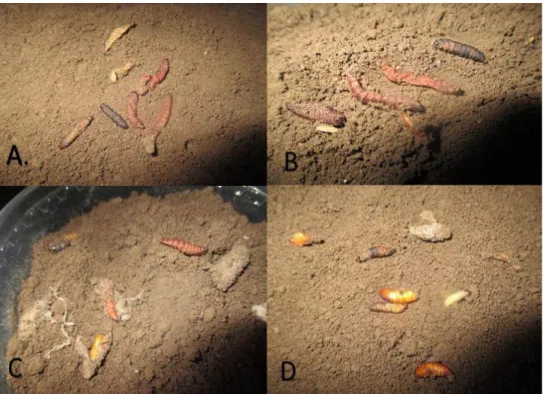 Figura  15.  Mortalidad  de  larvas  de  Galleria  mellonella  por  Heterorhabditis  bacteriophora,  en  agar  (A).ensayo  de  15  días